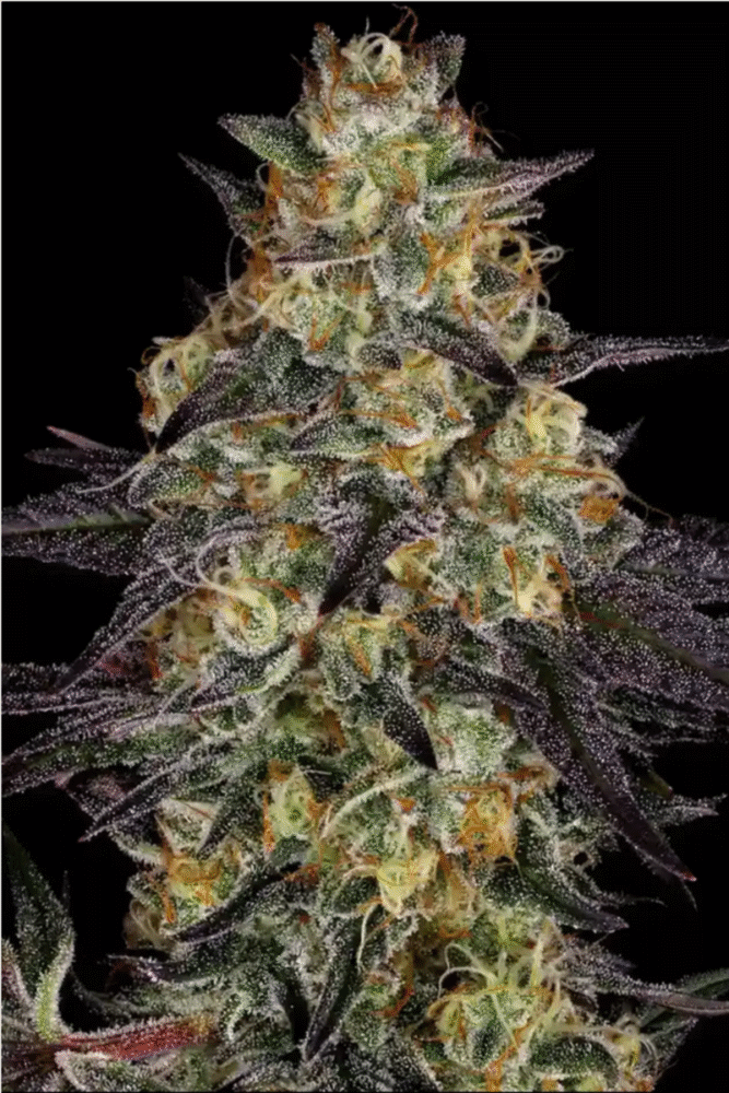 El Dorado OG Feminisiert-3 Samen - Seeds24