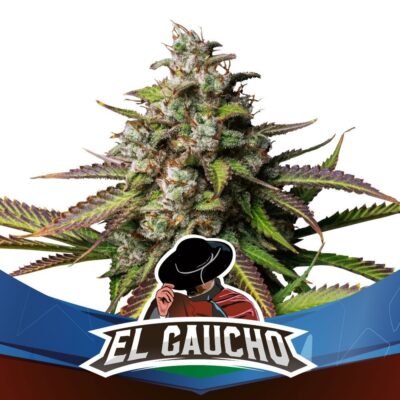 El Gaucho Feminisiert-4 Samen - Seeds24