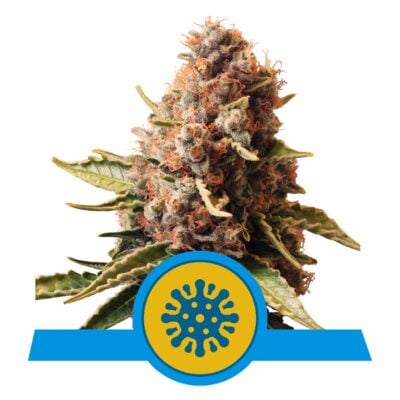 Euphoria CBD Feminisiert-3 Samen - Seeds24