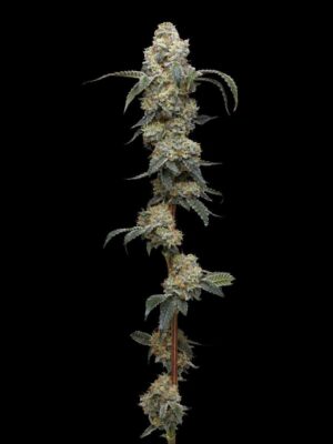 Farmer's Daughter Feminisiert-3 Samen - Seeds24