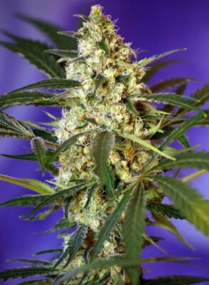 Fast Bud 2 Auto-3 Samen - Seeds24