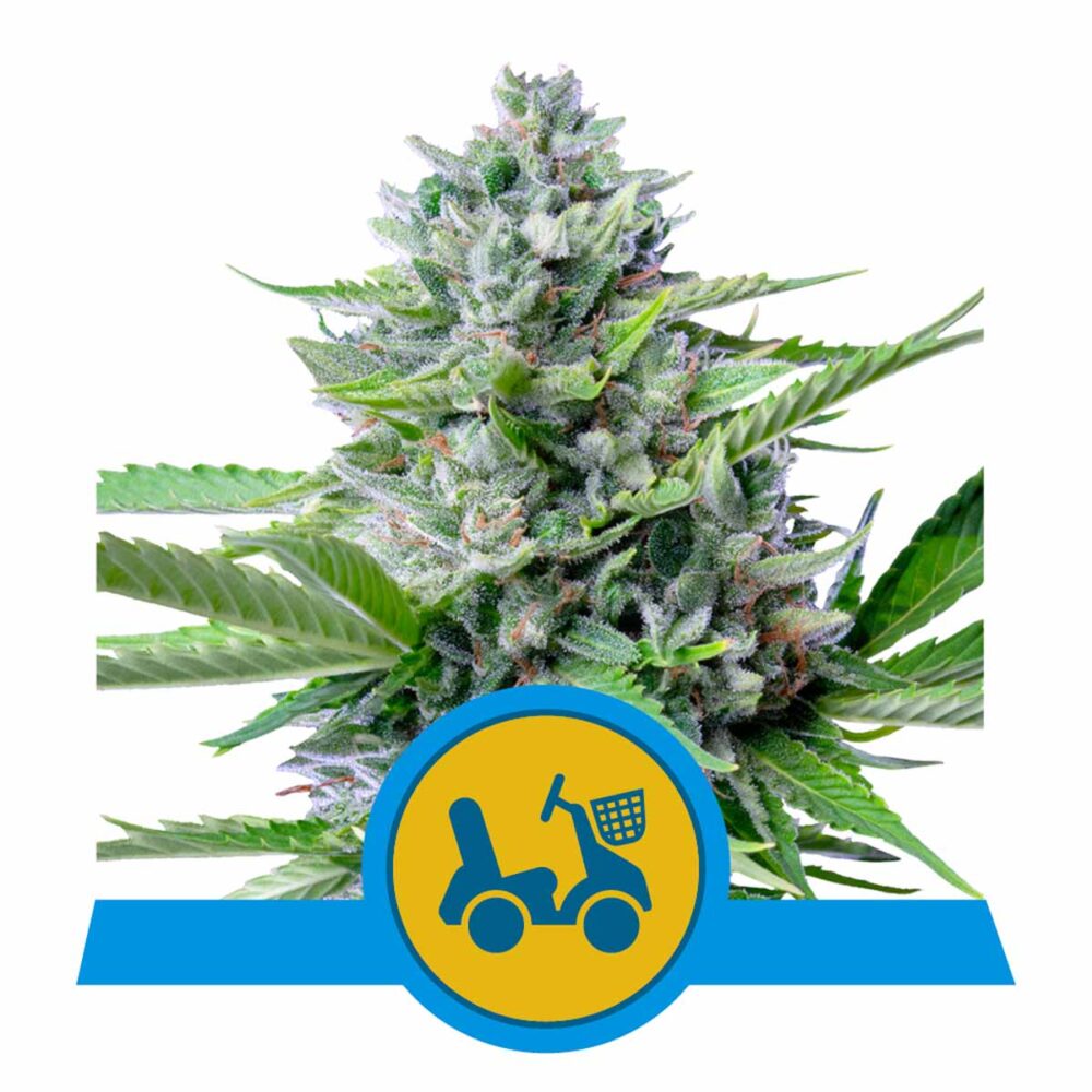 Fast Eddy CBD Automatic-3 Samen - Seeds24