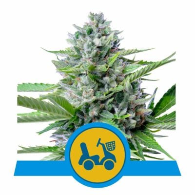 Fast Eddy CBD Automatic-3 Samen - Seeds24