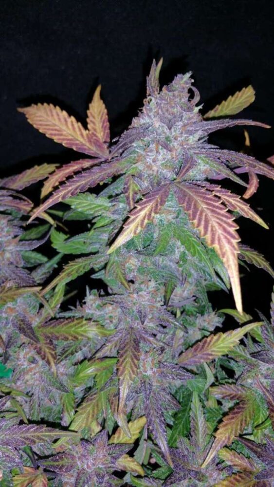 Fastberry Auto-3 Samen - Seeds24