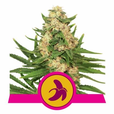 Fat Banana Feminisiert-3 Samen - Seeds24