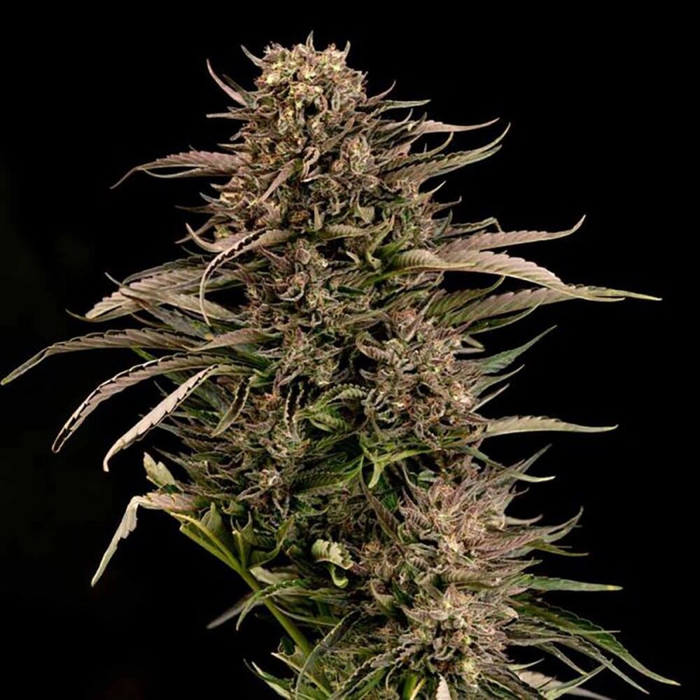 Fatso GMO F1 Auto-3 Samen - Seeds24
