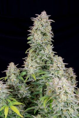 Forbidden Runtz Auto-3 Samen - Seeds24