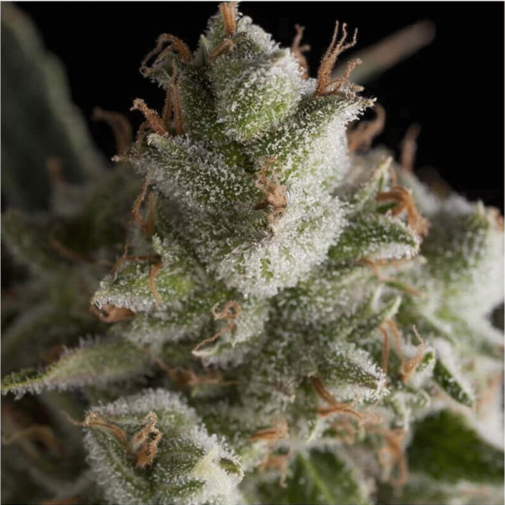 Fresh Candy Feminisiert-3 Samen - Seeds24