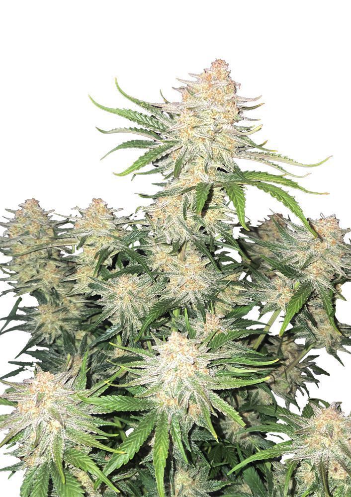 Frostbanger Auto-3 Samen - Seeds24