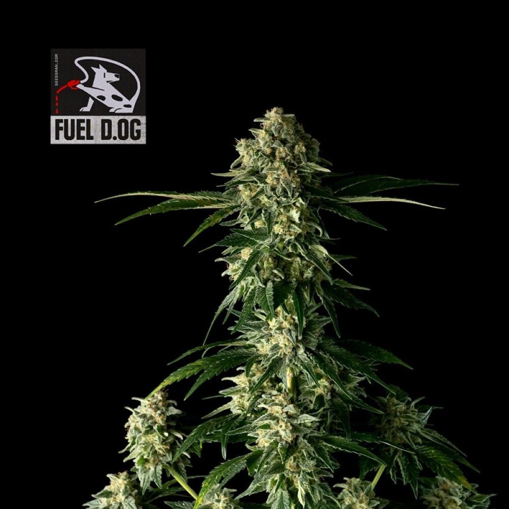 Fuel D.OG Feminisiert-50 Samen - Seeds24