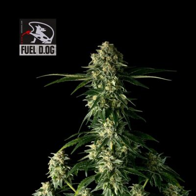 Fuel D.OG Feminisiert-50 Samen - Seeds24