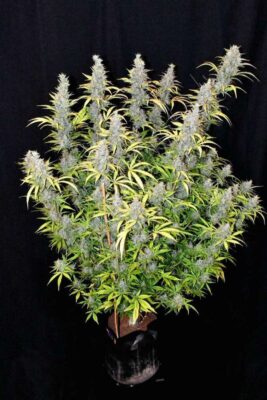 G14 Auto-3 Samen - Seeds24