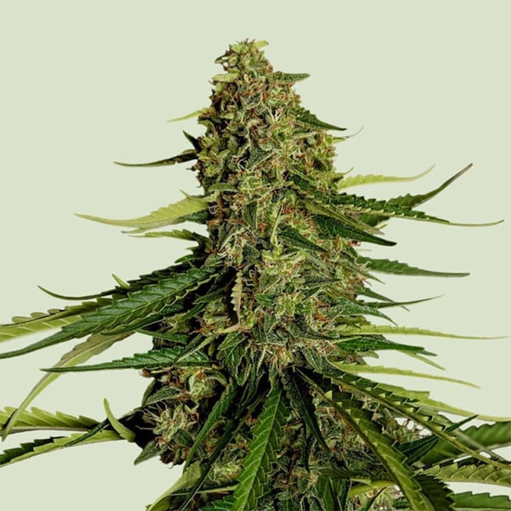 Gaia F1 Auto-3 Samen - Seeds24