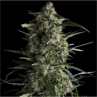 Galaxy CBD Feminisiert-3 Samen - Seeds24