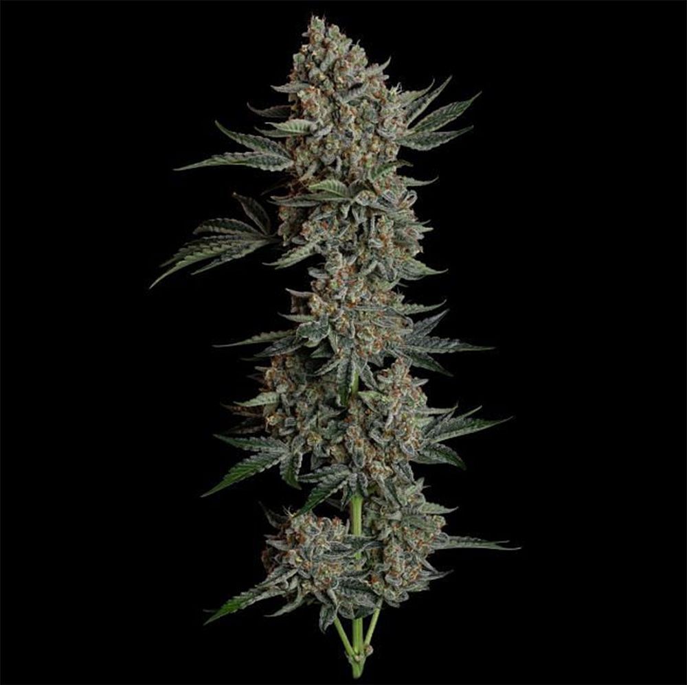 Gelato 41 BX Auto-3 Samen - Seeds24
