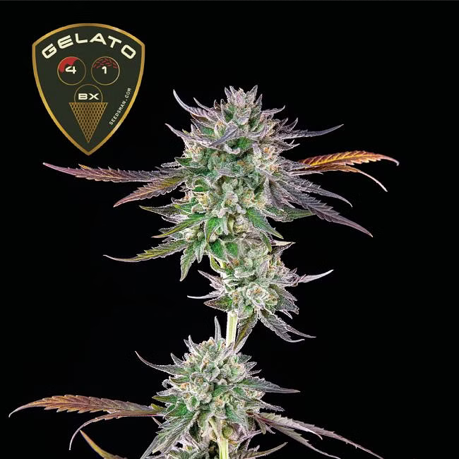 Gelato 41 BX Feminisiert-3 Samen - Seeds24