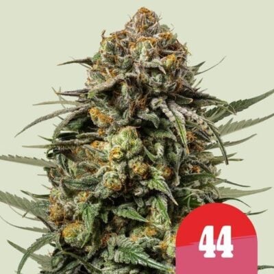 Gelato 44  Feminisiert-3 Samen - Seeds24
