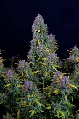 Gelato Auto Auto-3 Samen - Seeds24