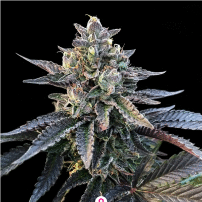 Gelato Sorbet Feminisiert-3 Samen - Seeds24