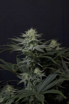 GG4 Sherbet Fast Feminisiert-3 Samen - Seeds24