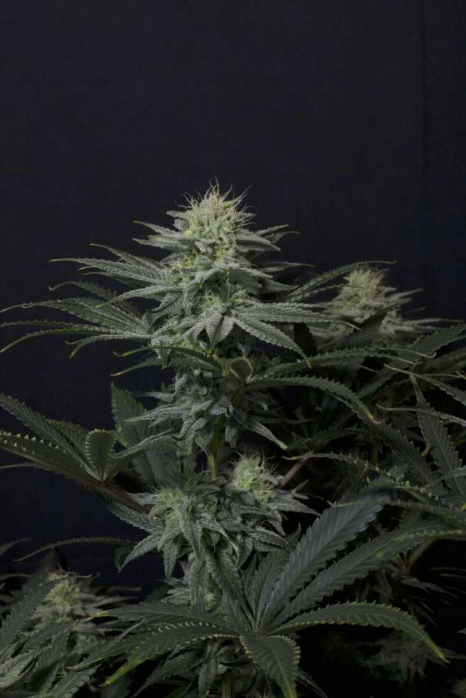 GG4 Sherbet Fast Feminisiert-3 Samen - Seeds24