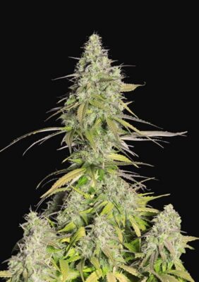 Girl Scout Cookies Auto-3 Samen - Seeds24