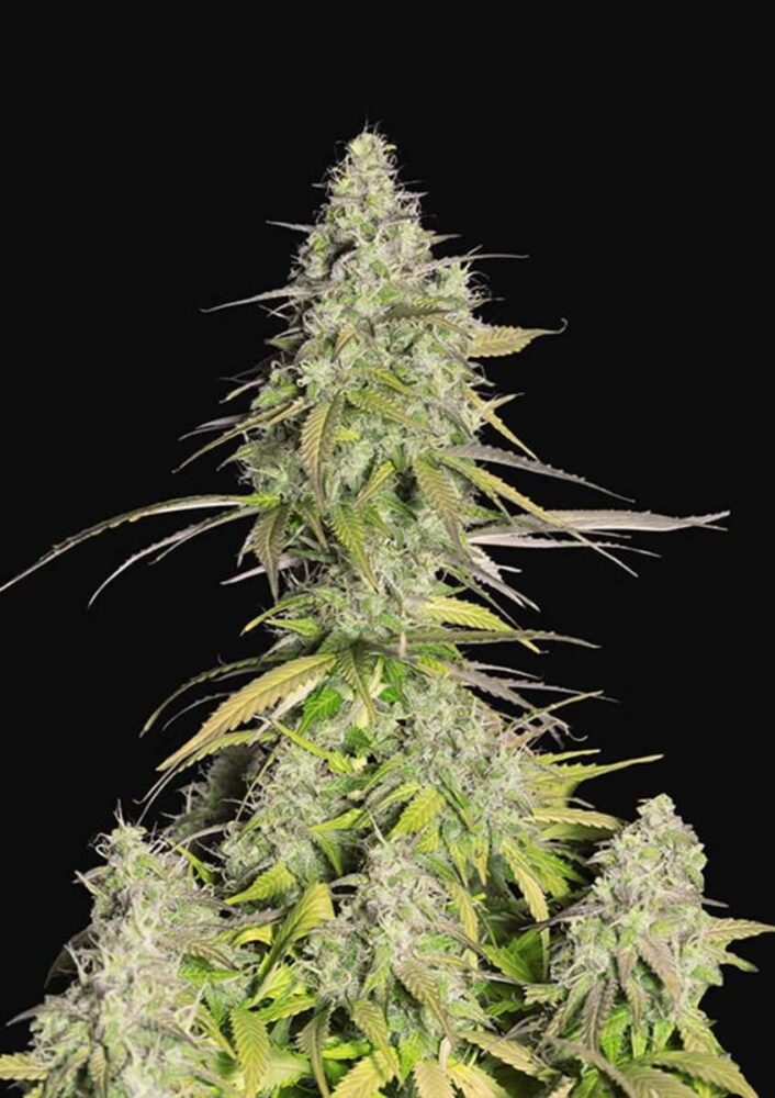 Girl Scout Cookies Auto-3 Samen - Seeds24