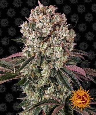 Glookies Feminisiert-3 Samen - Seeds24
