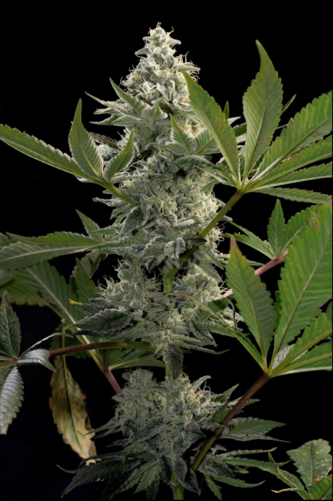 Glowstarz Feminisiert-3 Samen - Seeds24