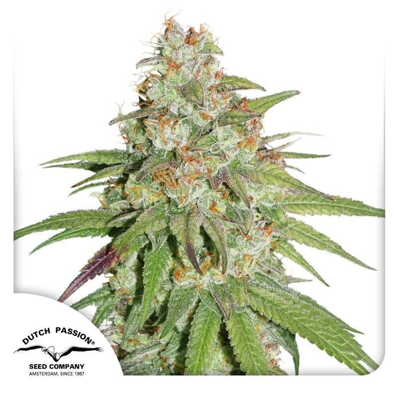 Glueberry O.G. Feminisiert-3 Samen - Seeds24