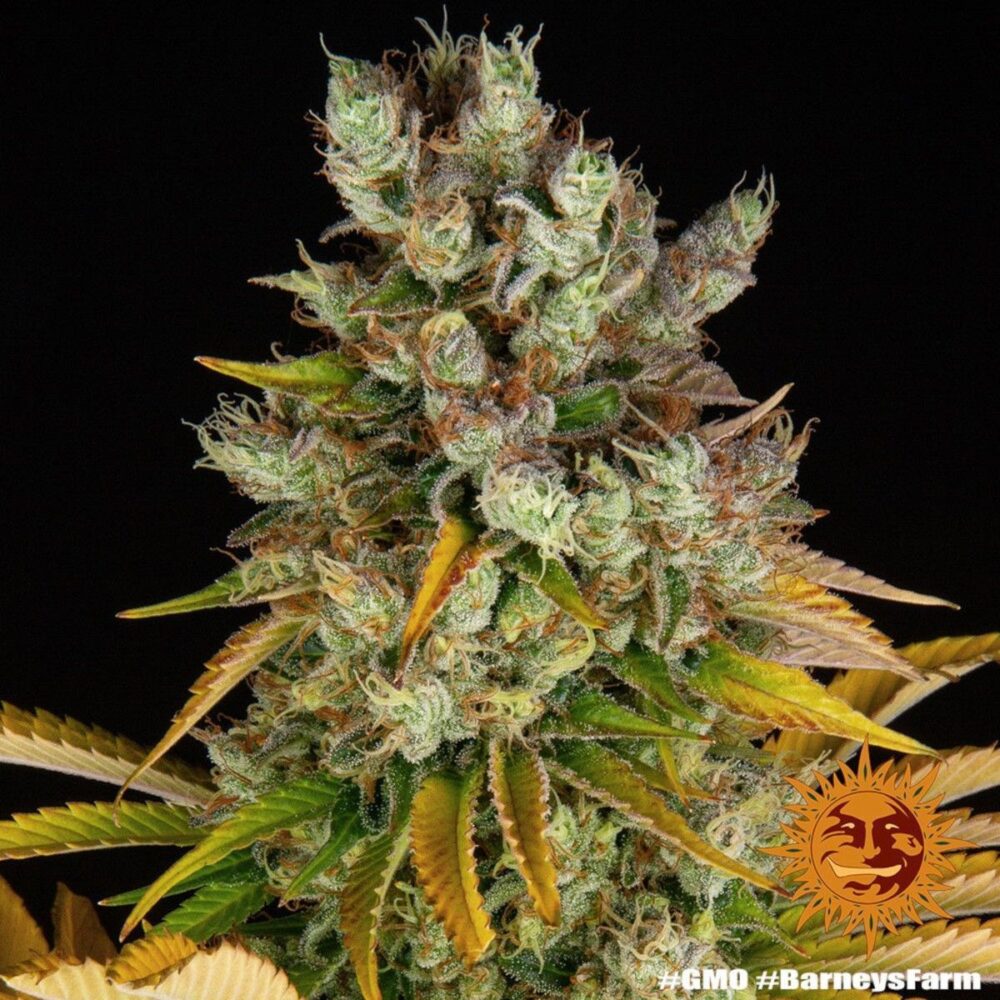 GMO Feminisiert-3 Samen - Seeds24