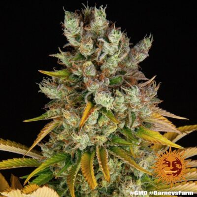 GMO Feminisiert-3 Samen - Seeds24