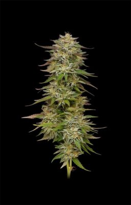 Golden Sands Feminisiert-3 Samen - Seeds24