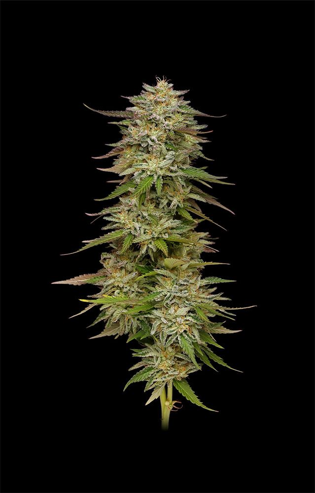 Golden Sands Feminisiert-3 Samen - Seeds24
