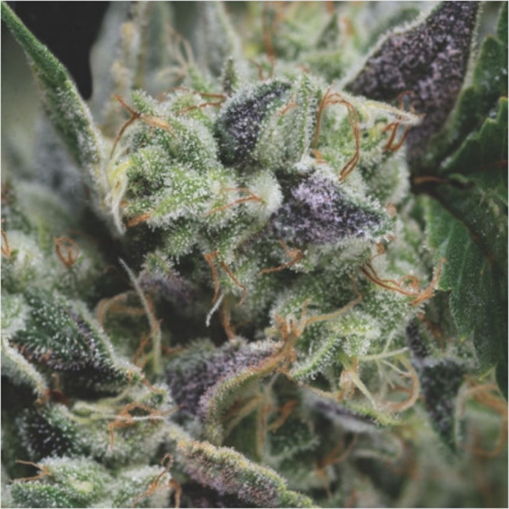 Gorilla Auto-3 Samen - Seeds24