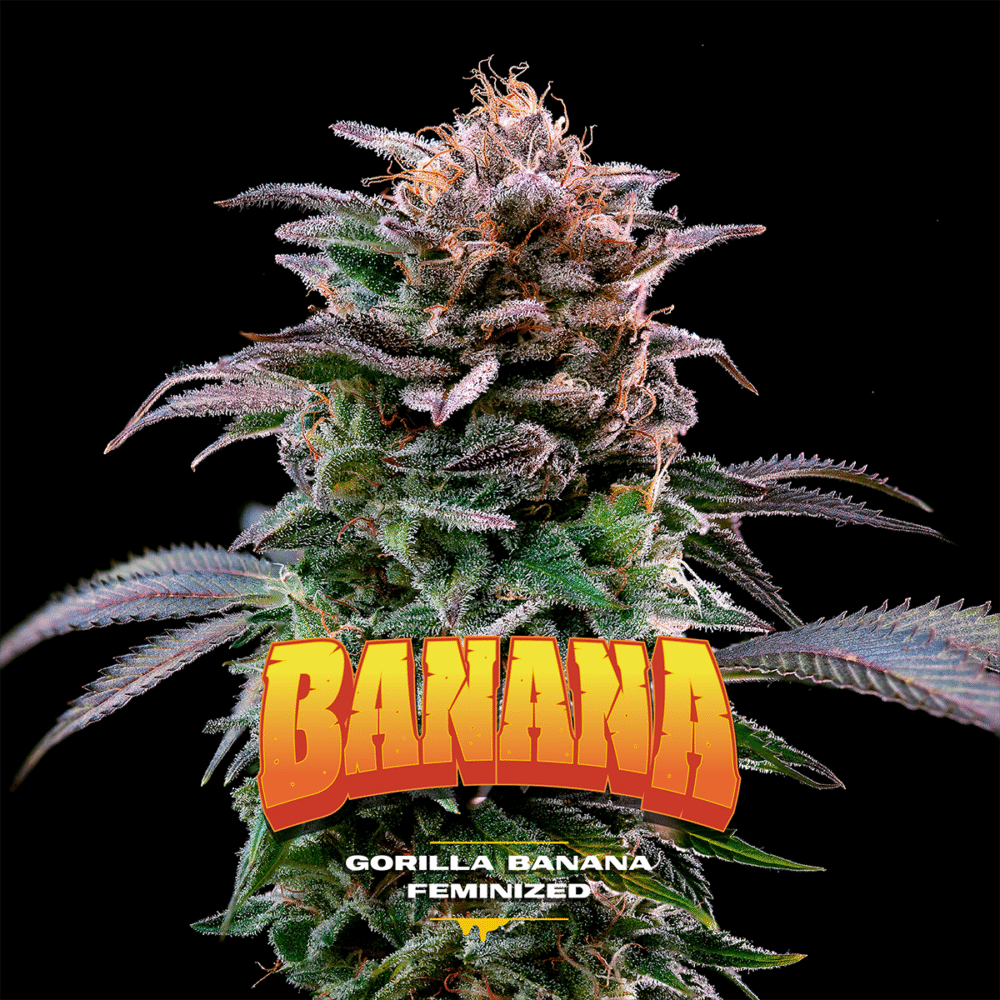 Gorilla Banana Feminisiert-4 Samen - Seeds24