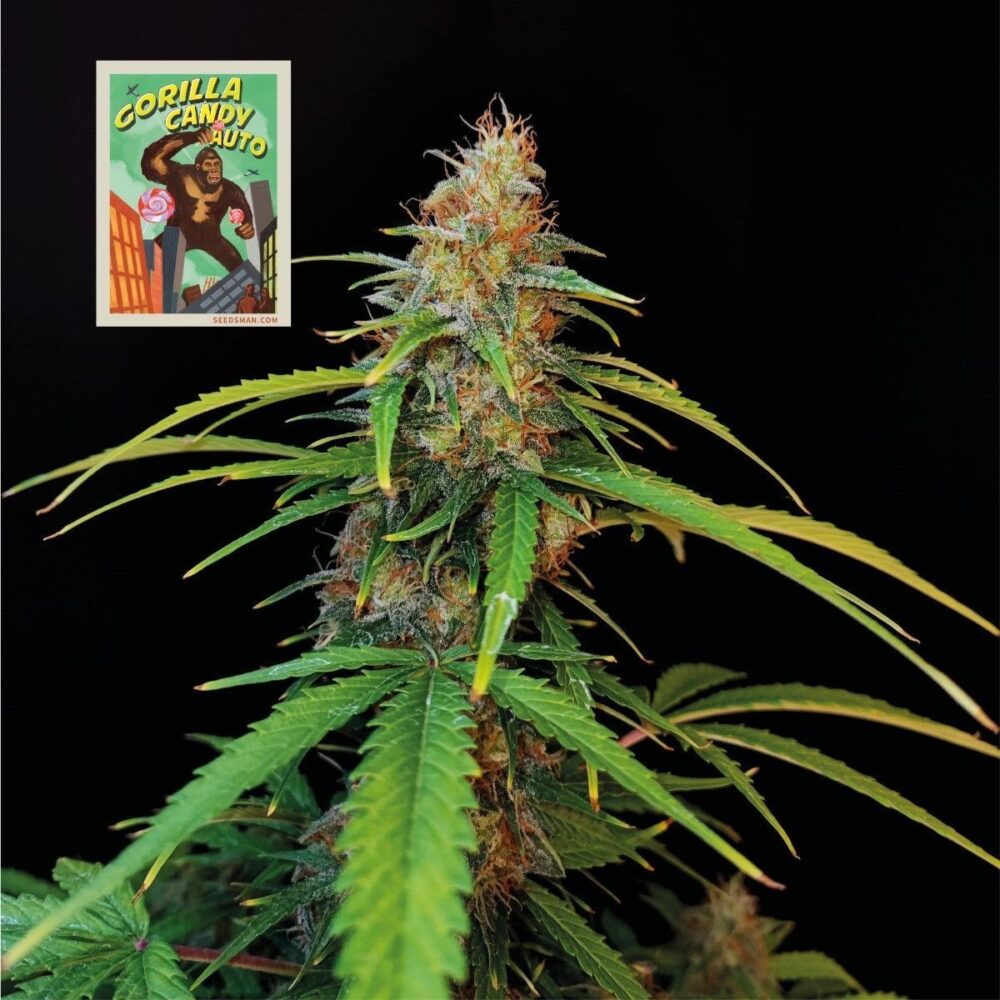Gorilla Candy Auto-3 Samen - Seeds24