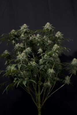 Gorilla Cookies FF Feminisiert-3 Samen - Seeds24