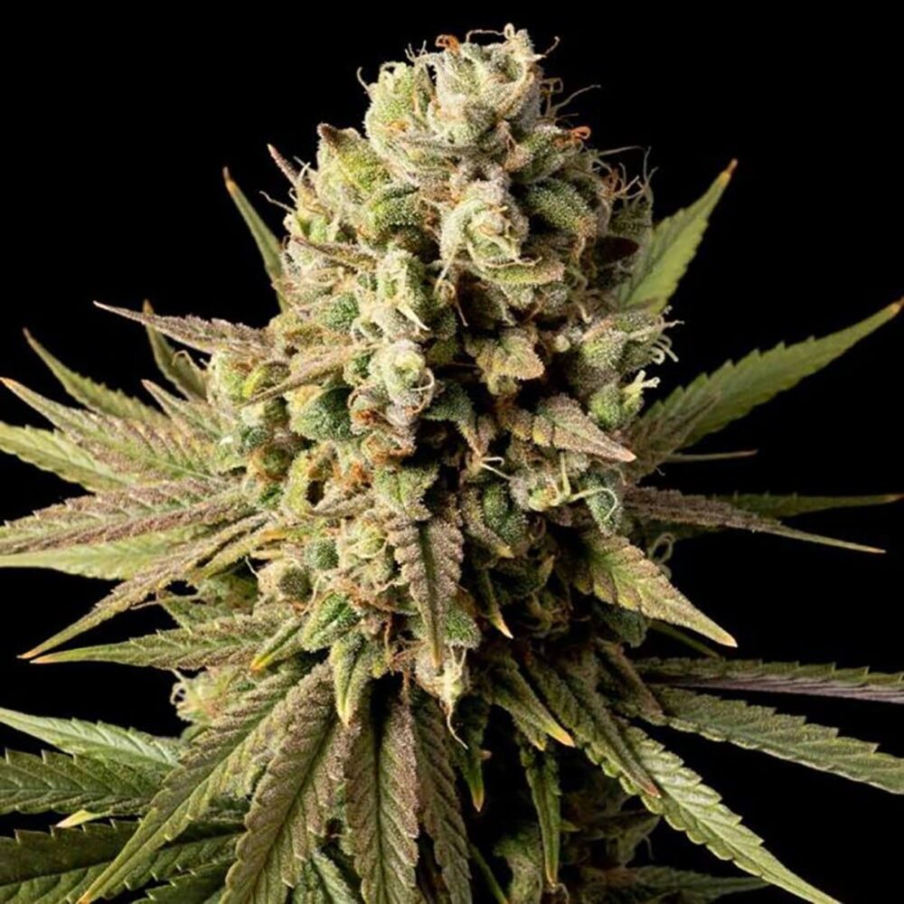 Gorilla Gas F1 Fast Feminisiert-3 Samen - Seeds24