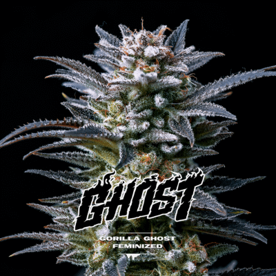 Gorilla Ghost Feminisiert-4 Samen - Seeds24