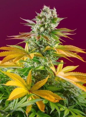Gorilla Girl F1 Fast Version Feminisiert-3 Samen - Seeds24