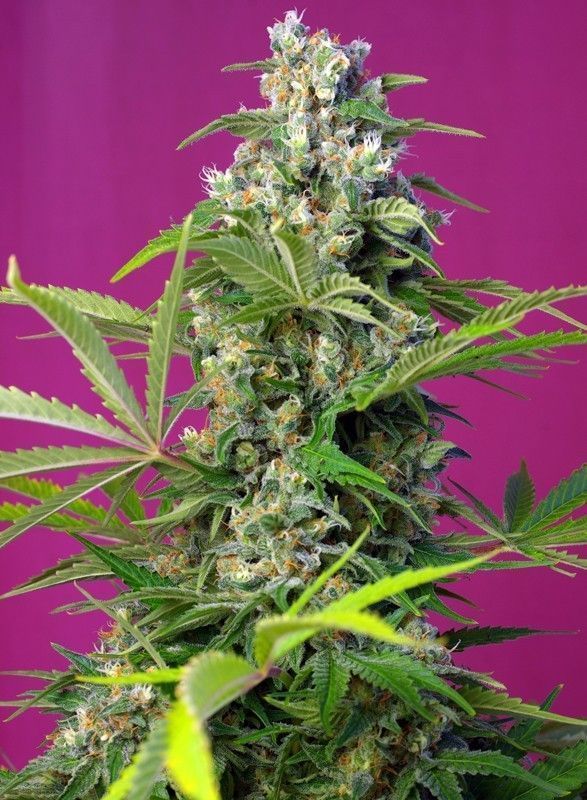 Gorilla Girl Feminisiert-3 Samen - Seeds24