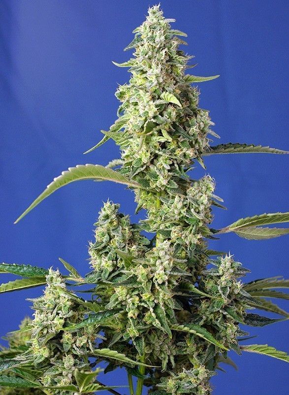 Gorilla Girl XL Auto-3 Samen - Seeds24