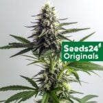 Gorilla Glue 4 Auto-3 Samen