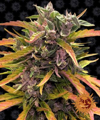 Gorilla Glue Auto-3 Samen - Seeds24