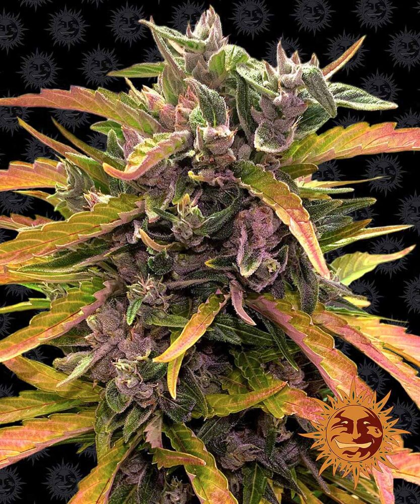 Gorilla Glue Auto-3 Samen - Seeds24