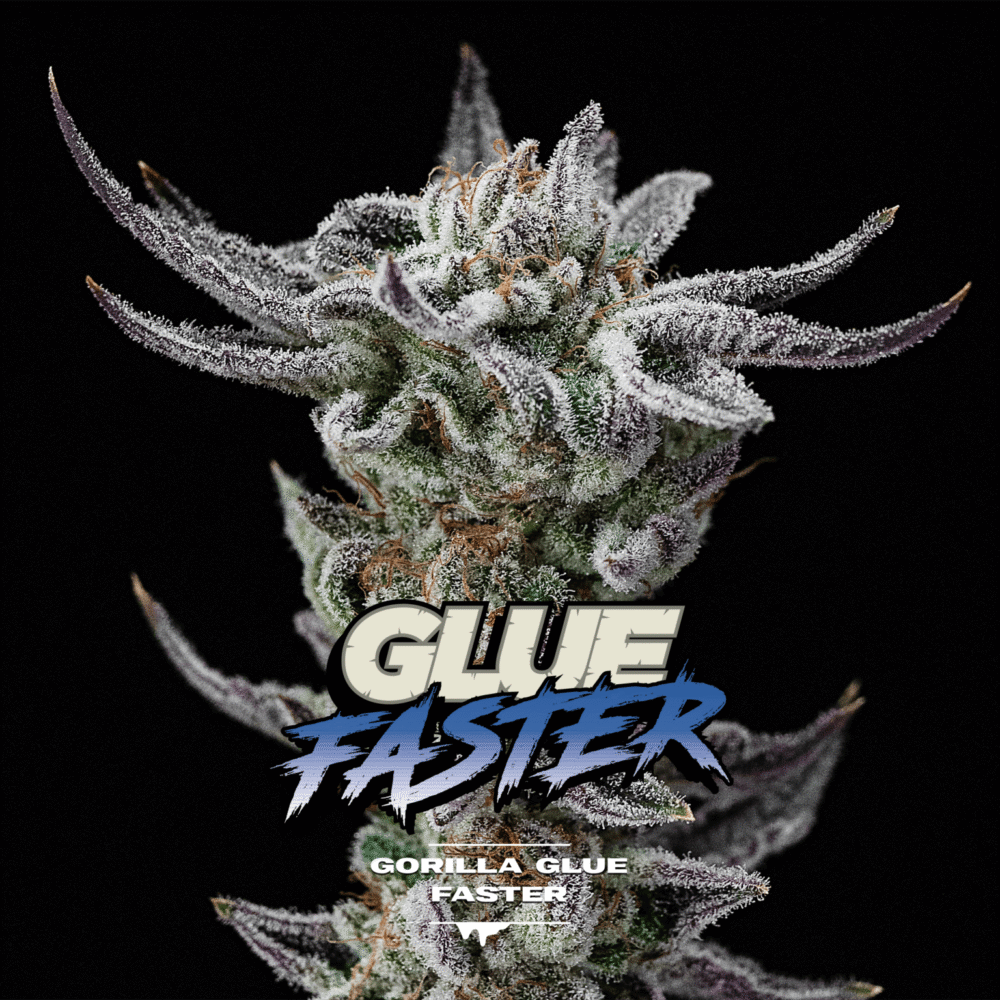 Gorilla Glue Fast Feminisiert-4 Samen - Seeds24