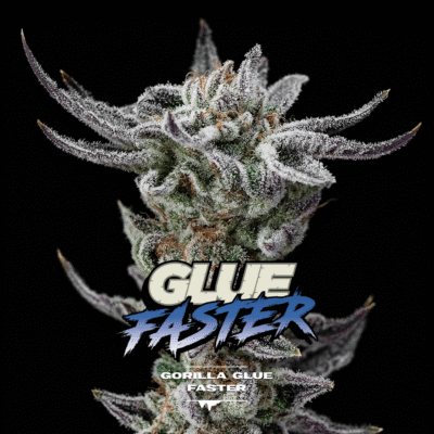 Gorilla Glue Fast Feminisiert-4 Samen - Seeds24
