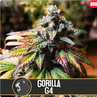 Gorilla Glue G4 Feminisiert-3 Samen - Seeds24