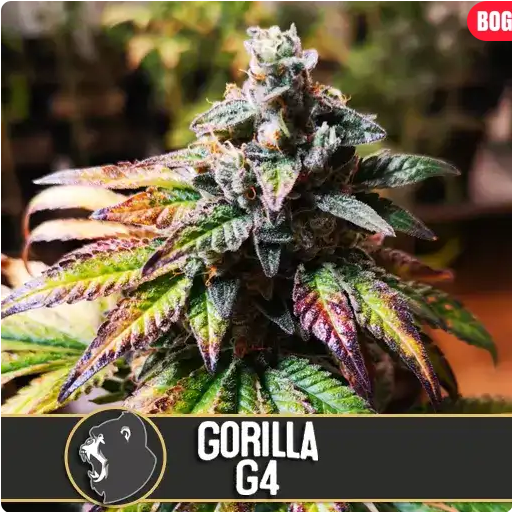 Gorilla Glue G4 Feminisiert-3 Samen - Seeds24